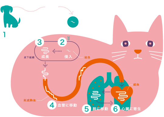 ねこの体内での一生